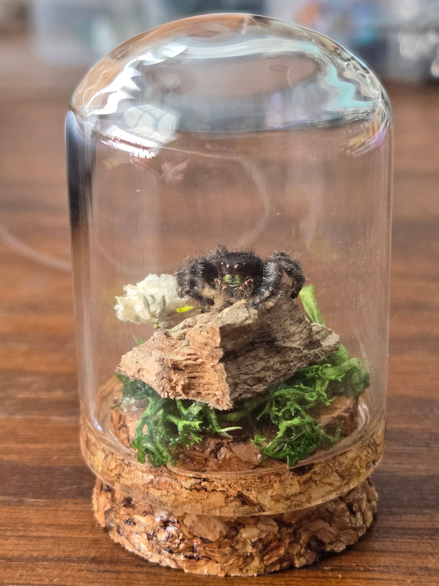 Oddity Jars