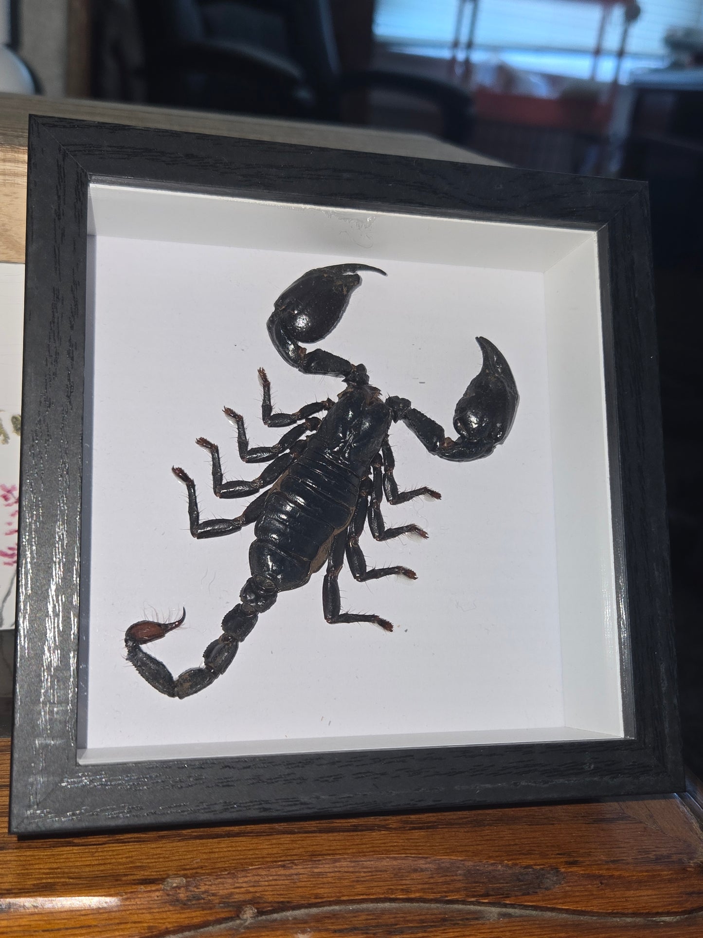 Bug Frames