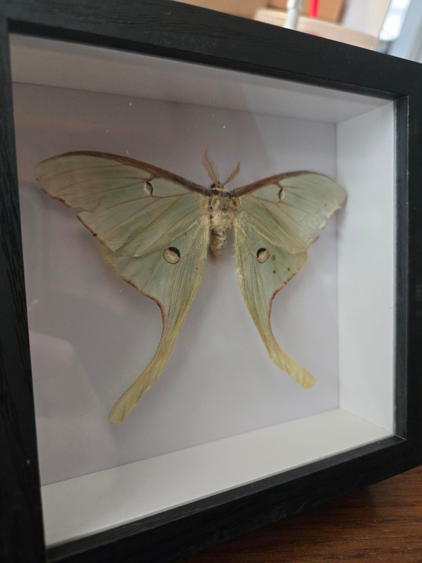 Bug Frames