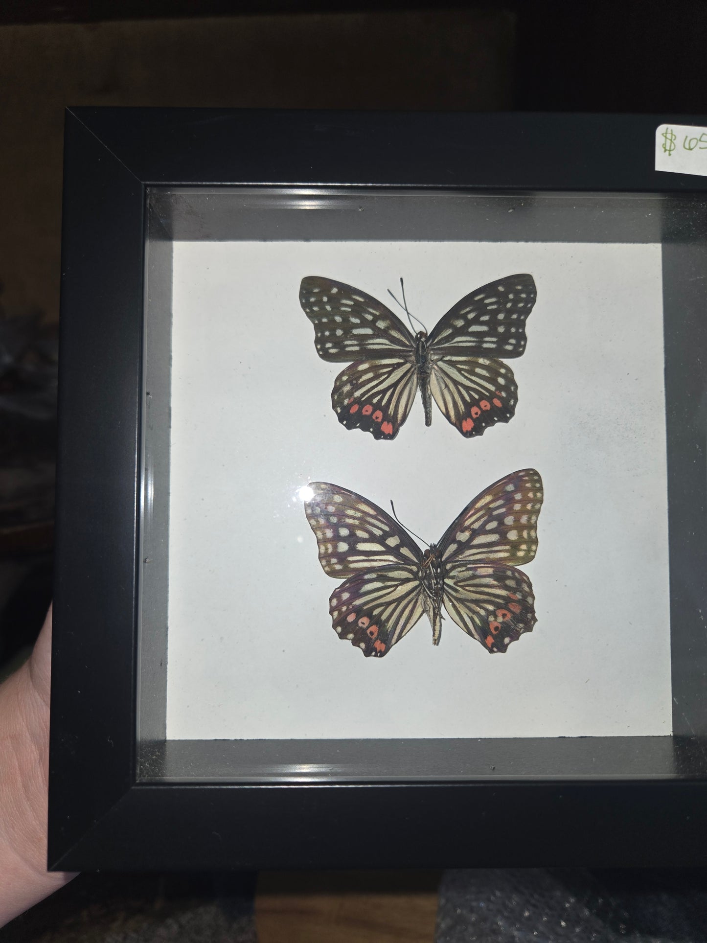 Bug Frames