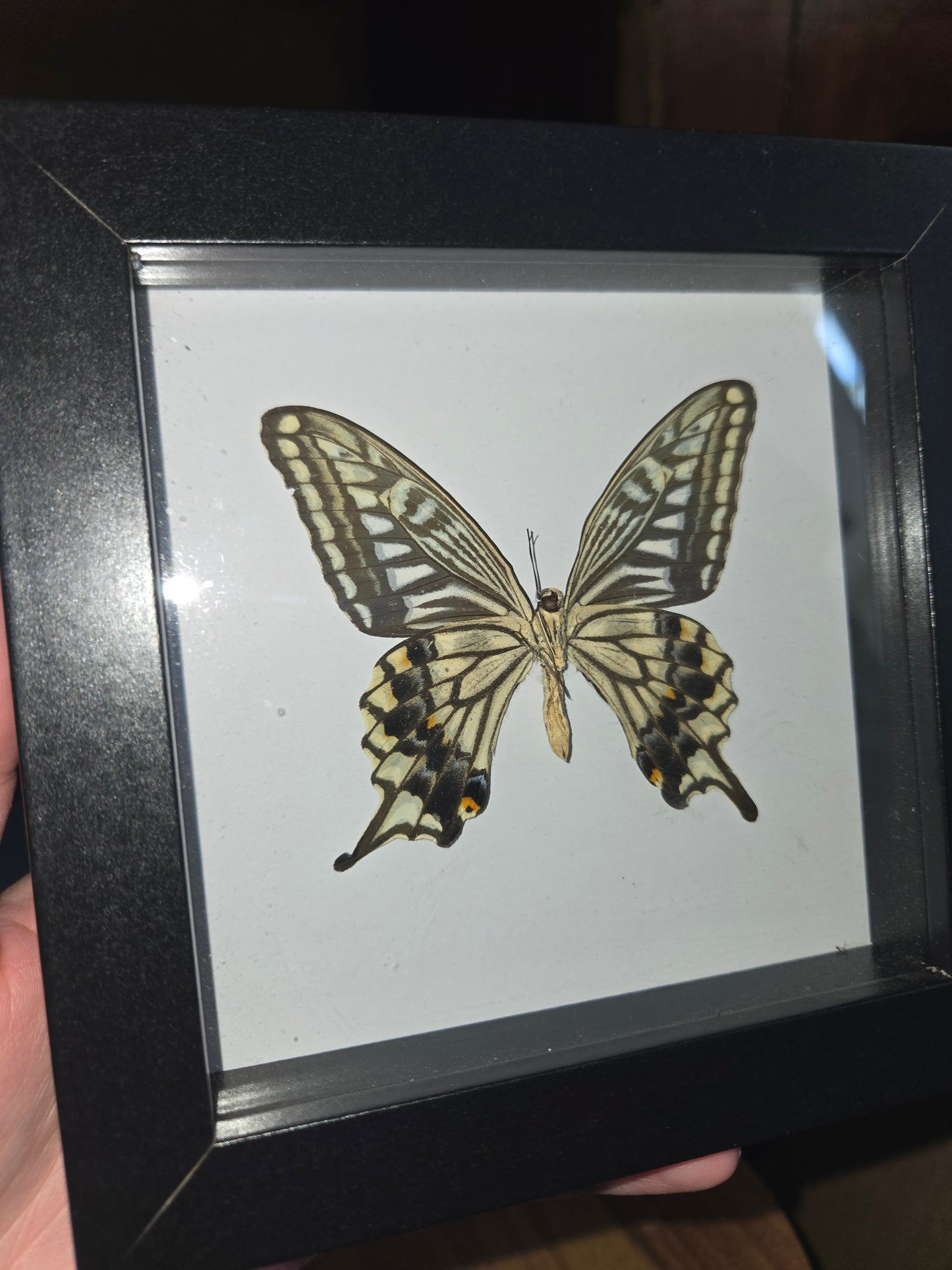 Bug Frames