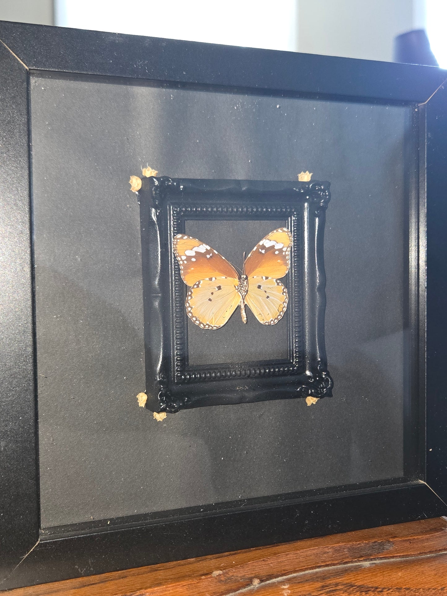 Bug Frames