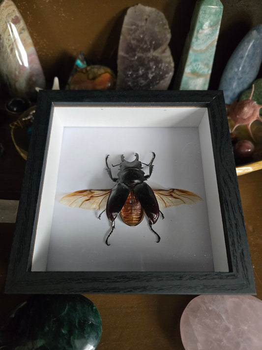 Bug Frames