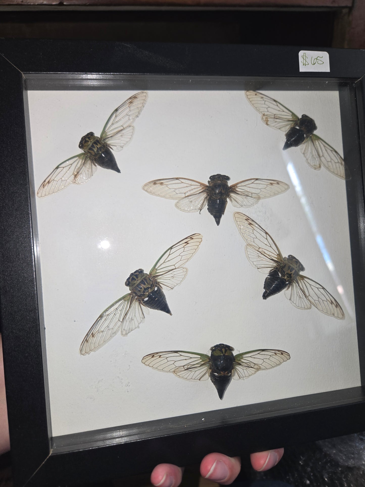 Bug Frames