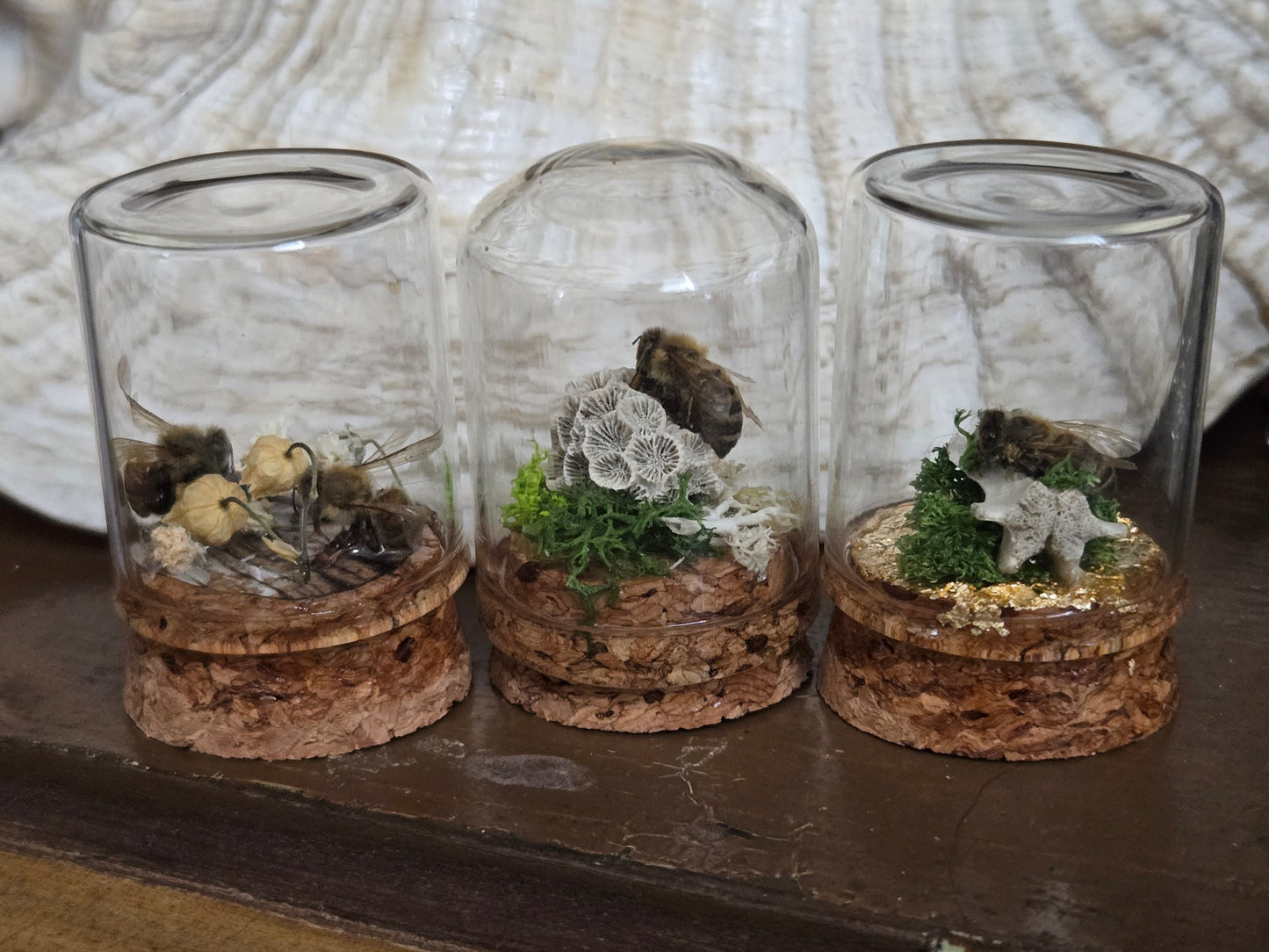 Oddity Jars