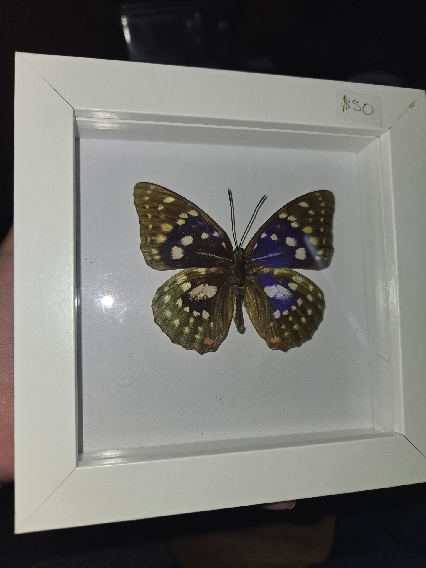 Bug Frames