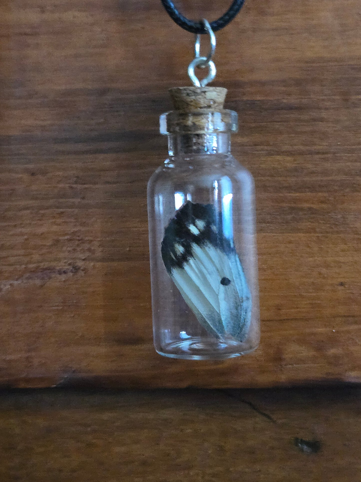 Oddity Jars