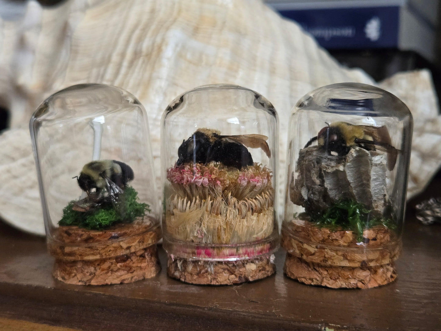 Oddity Jars