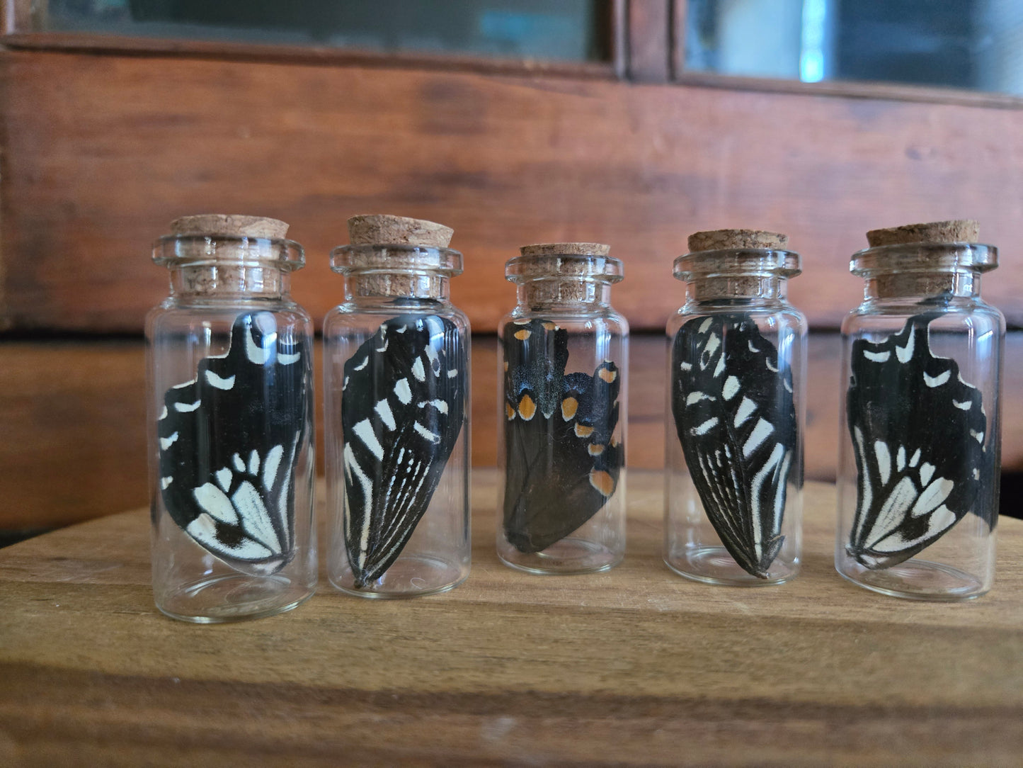 Oddity Jars
