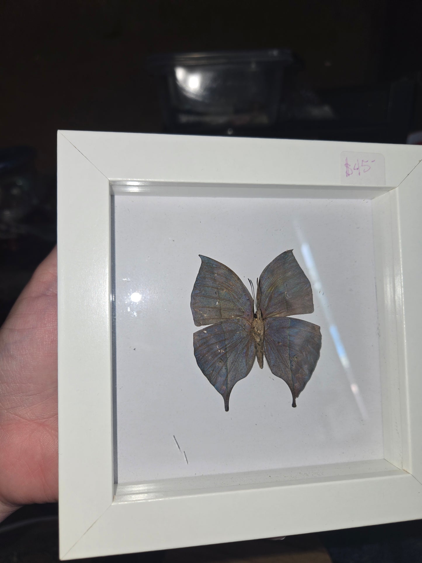 Bug Frames