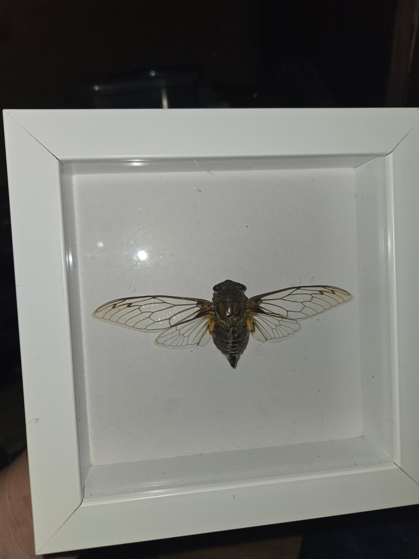 Bug Frames