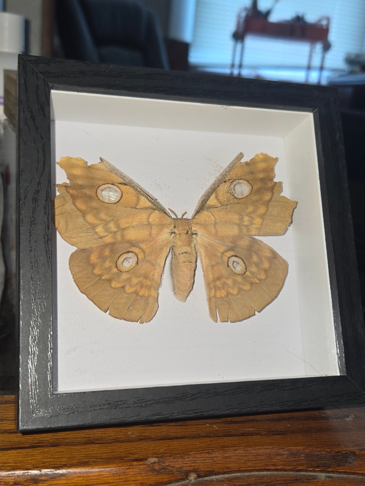 Bug Frames