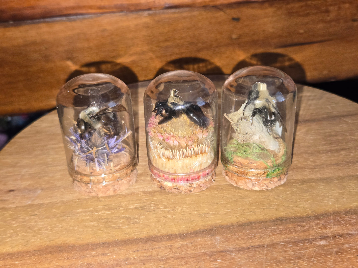 Oddity Jars