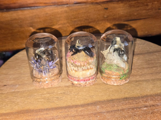 Oddity Jars