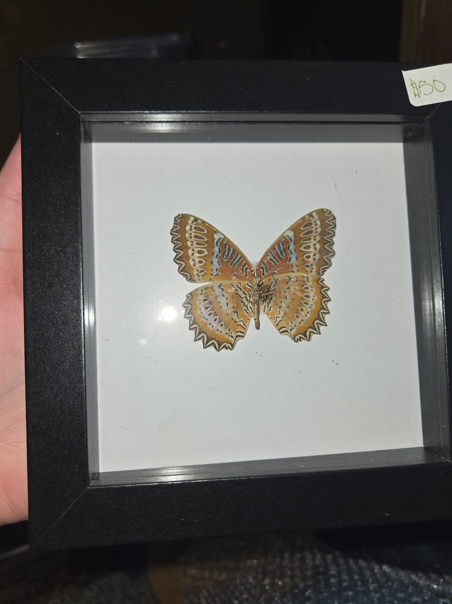 Bug Frames