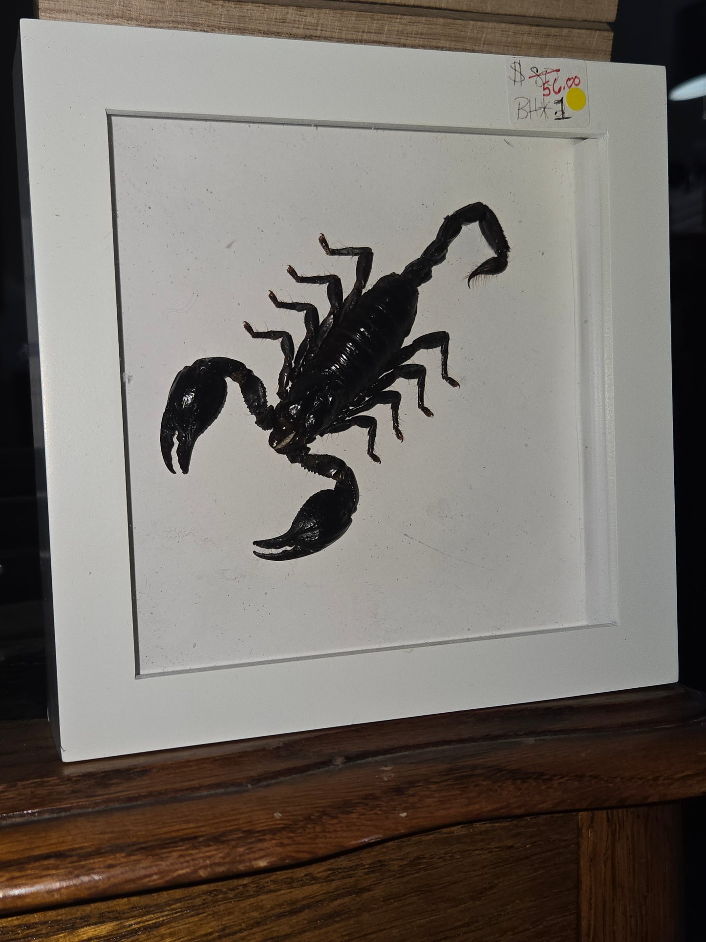 Bug Frames