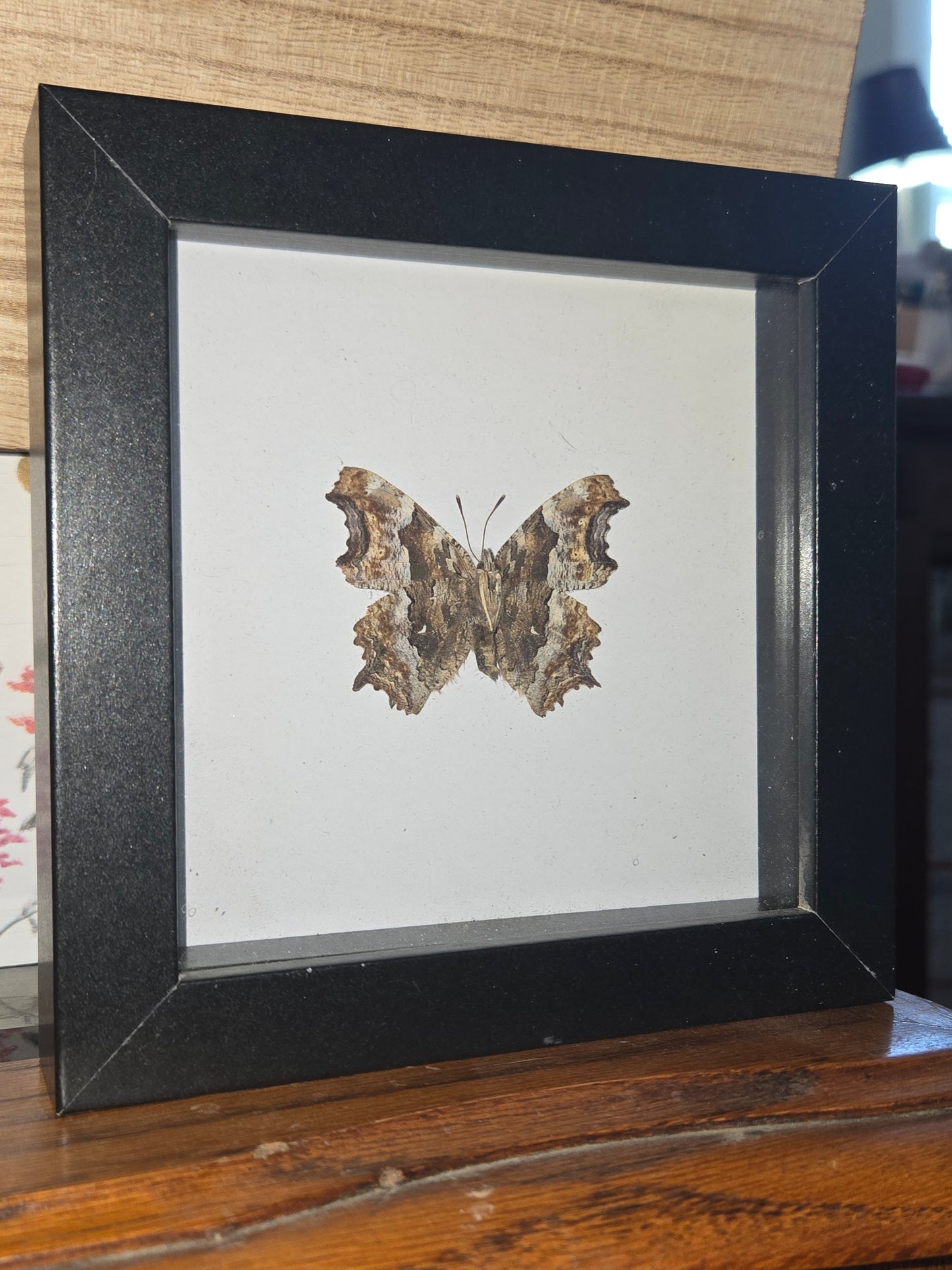 Bug Frames