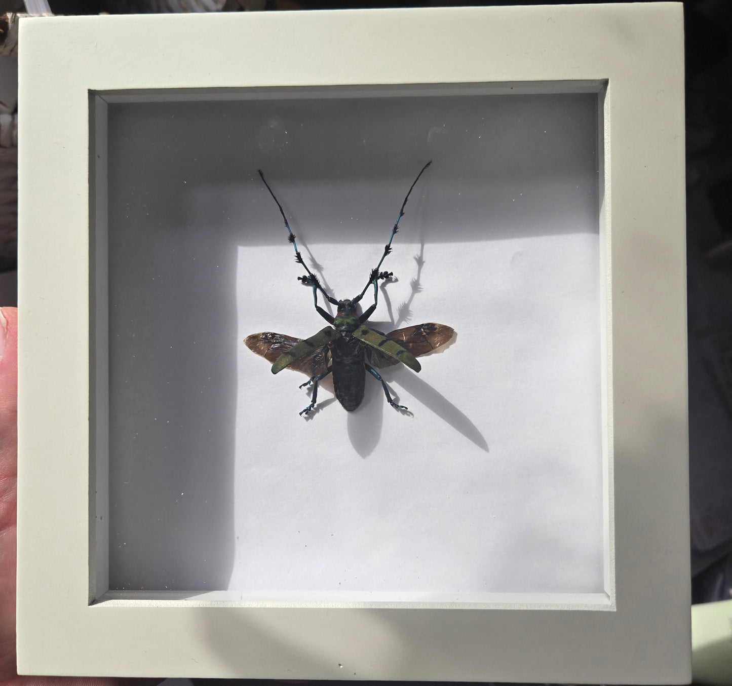 Bug Frames