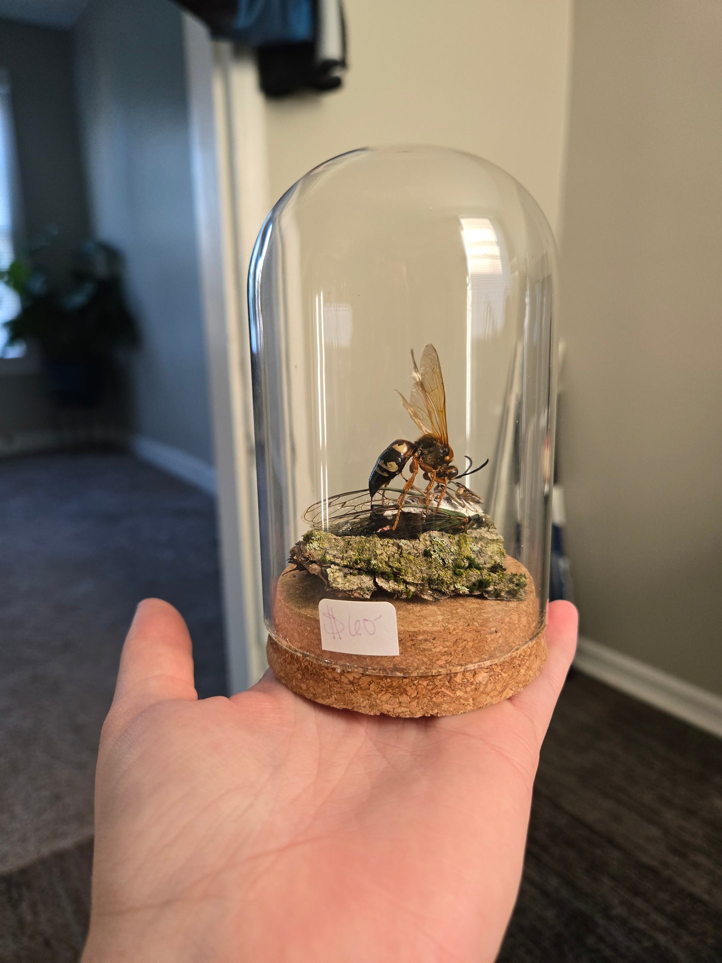 Oddity Jars
