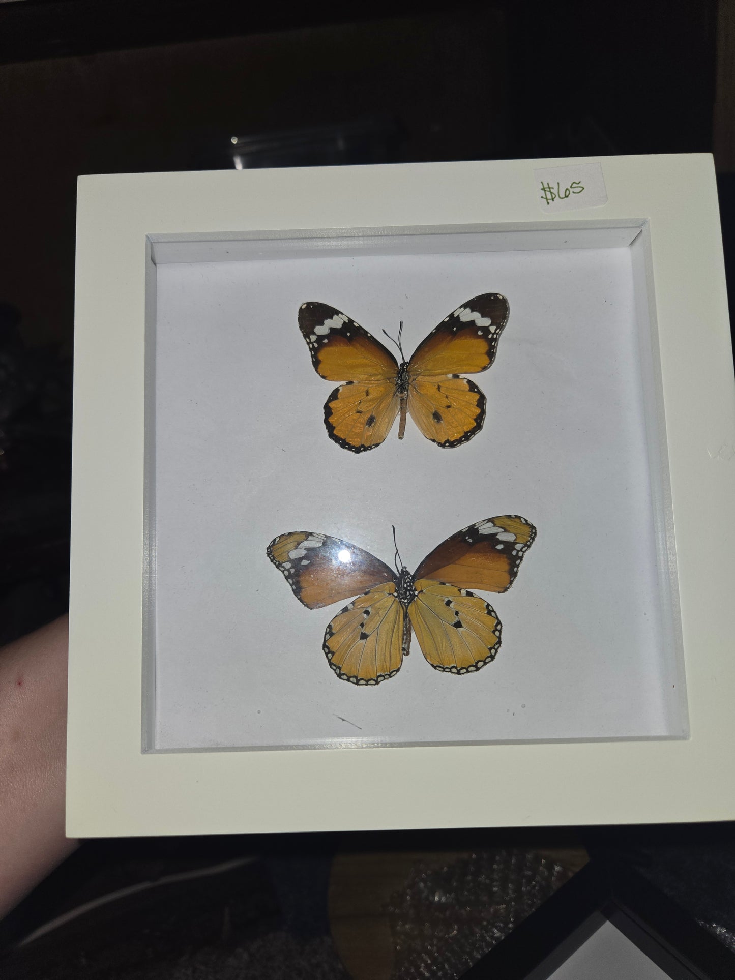 Bug Frames